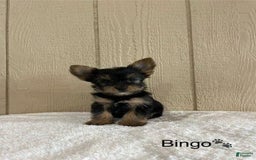 Yorkshire Terrier dogs for sale: Bingo - Image 2