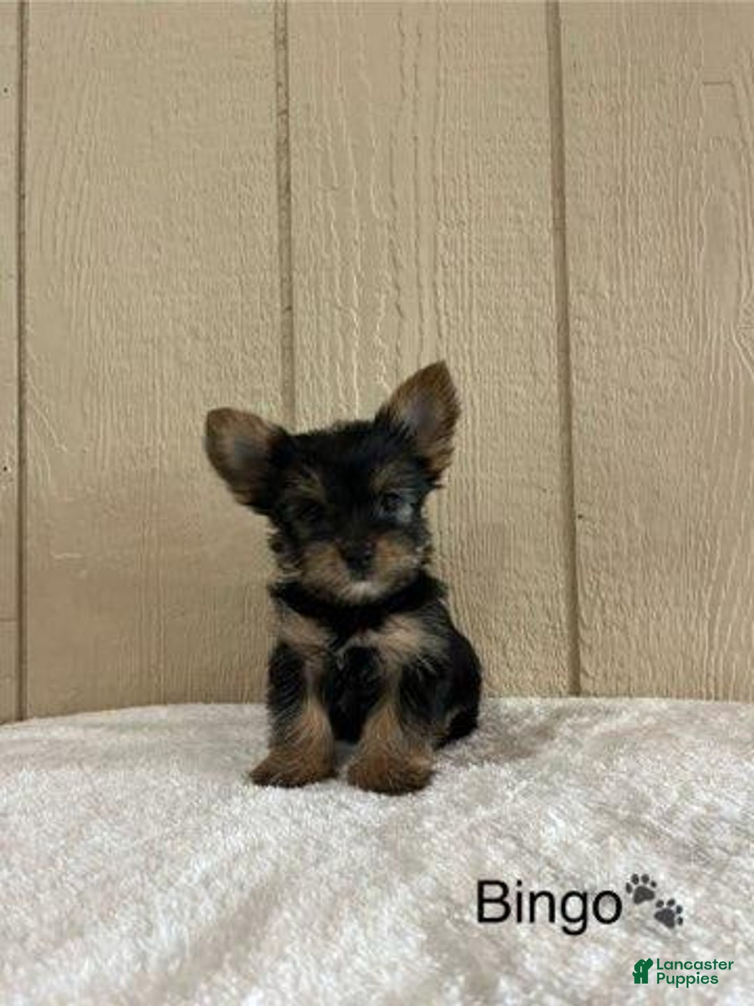 Yorkshire Terrier dogs for sale: Bingo - Image 2