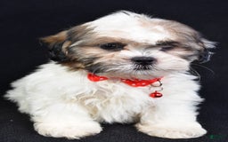 Shih Tzu dogs for sale: Turbo - Image 5