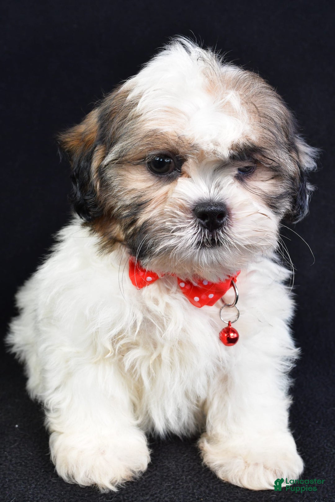 Shih Tzu dogs for sale: Turbo - Image 5