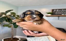 Mini Goldendoodle dogs for sale: Victor - Health Tested - Image 1
