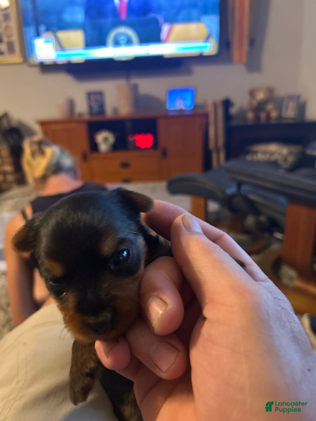 Yorkshire Terrier dogs for sale: Big Blue - Image 3