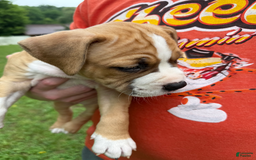 American Pit Bull Terrier dogs for sale: Helga - Image 14