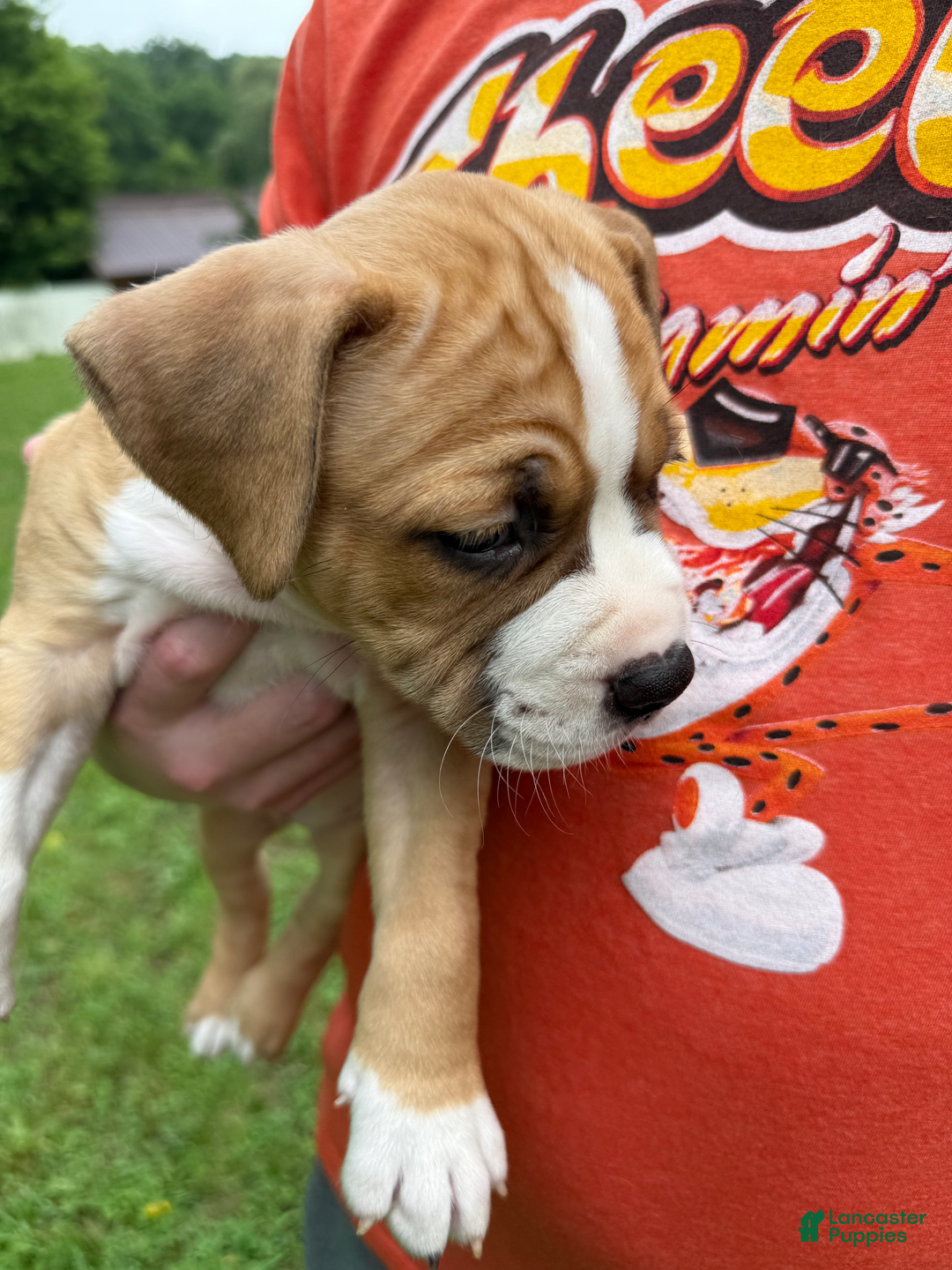 American Pit Bull Terrier dogs for sale: Helga - Image 14