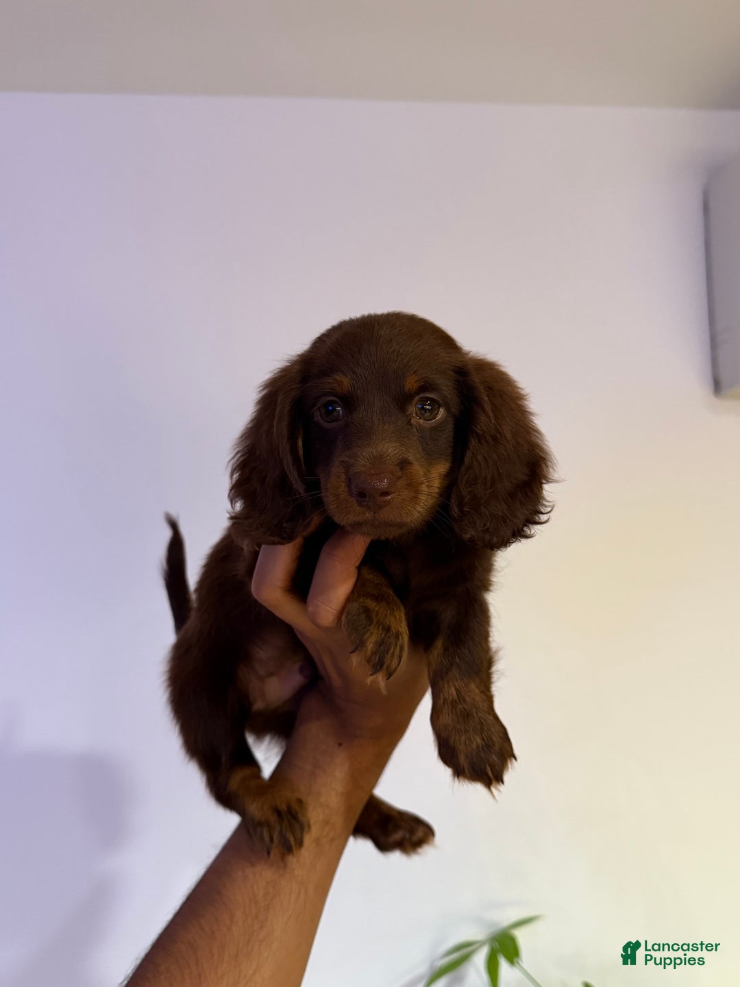 Miniature Dachshund dogs for sale: Snickers - Image 1
