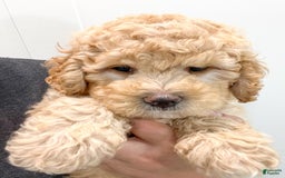 Mini Bernedoodle dogs for sale: Dante - Image 7