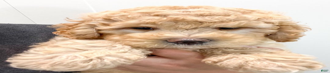 Dante