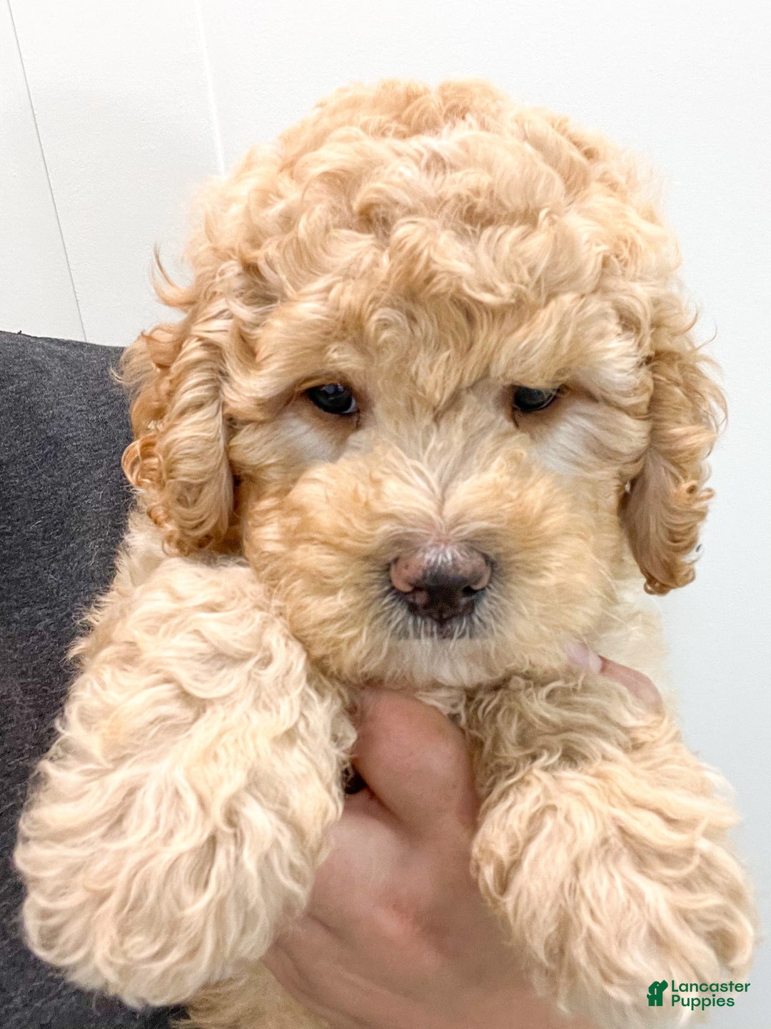 Mini Bernedoodle dogs for sale: Dante - Image 7