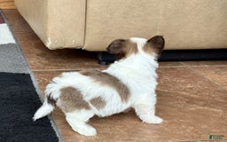 Coton De Tulear dogs for sale: Rita - Image 9