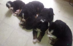 Bernese Mountain Dog dogs for sale: Handsome - Image 3