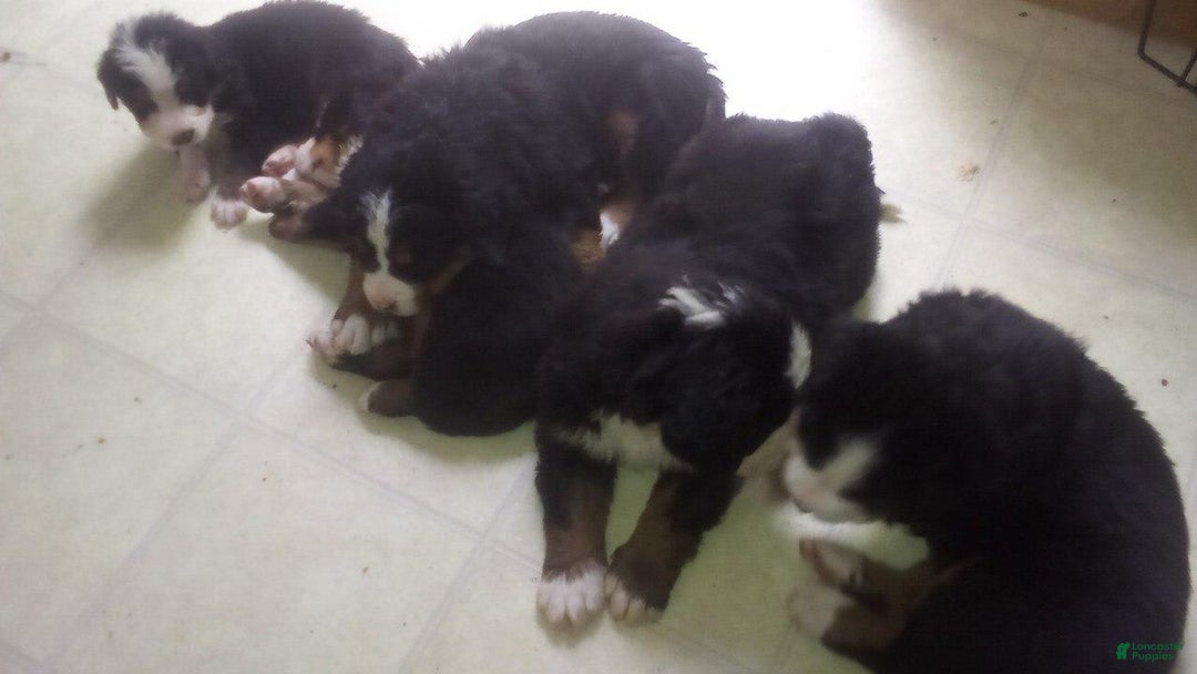 Bernese Mountain Dog dogs for sale: Handsome - Image 3