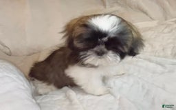 Shih Tzu dogs for sale: Teddy - Image 13