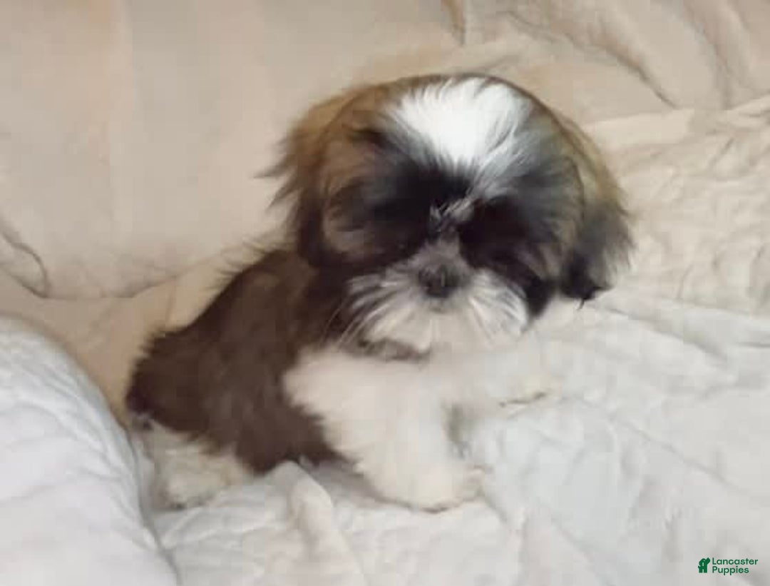Shih Tzu dogs for sale: Teddy - Image 13