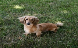 Miniature Dachshund dogs for sale: Laudon - Image 21