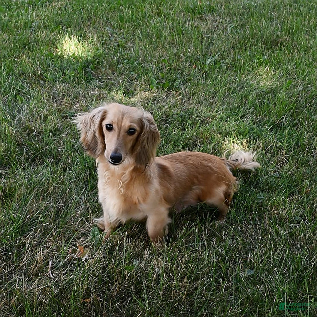 Miniature Dachshund dogs for sale: Laudon - Image 21