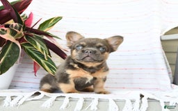 French Bulldog dogs for sale: Luca - Image 10