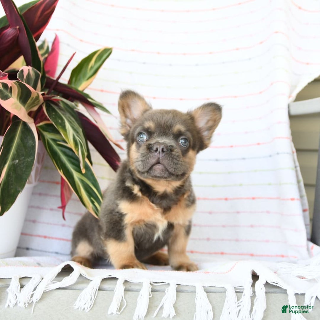 French Bulldog dogs for sale: Luca - Image 10