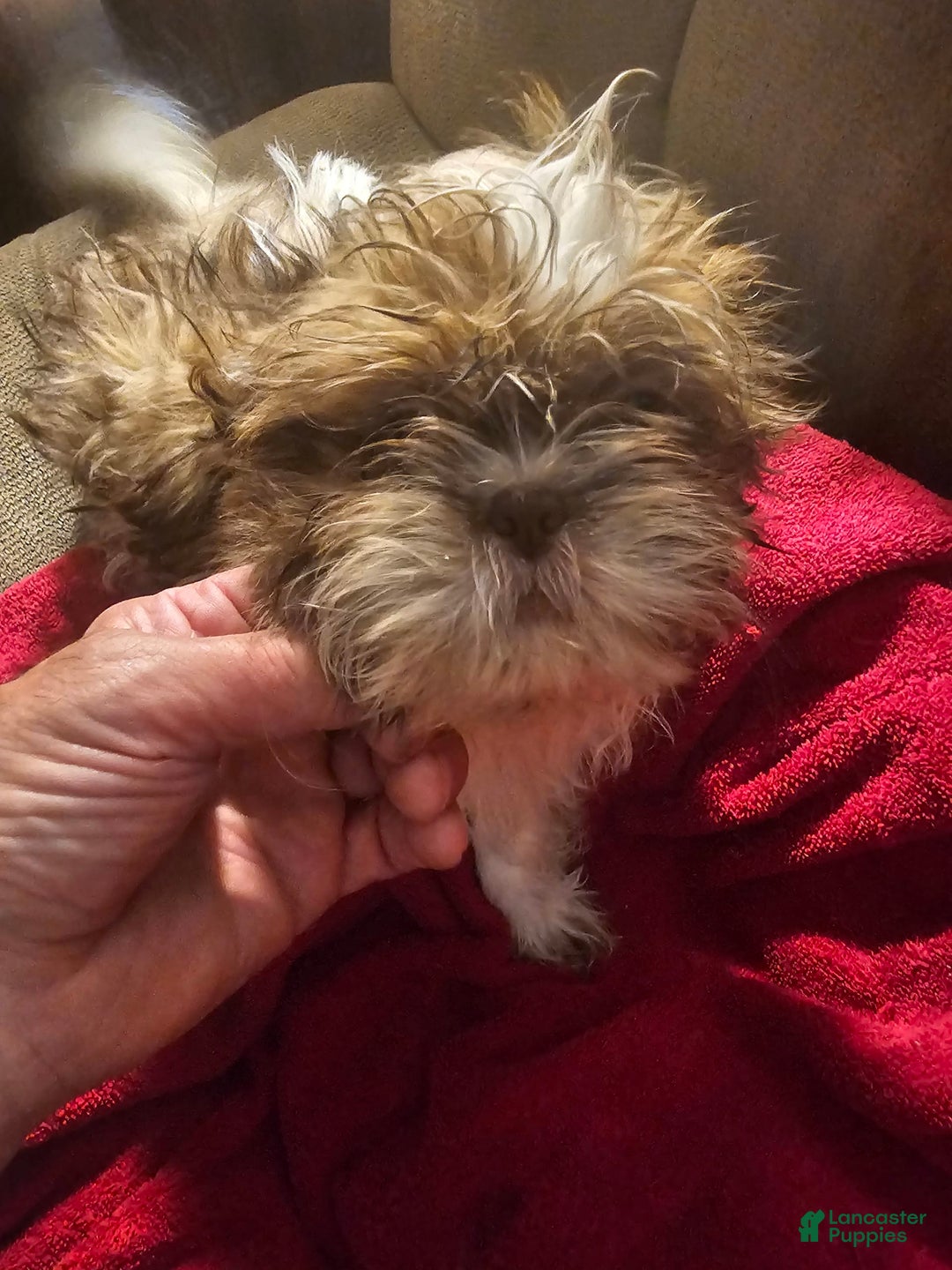 Shih Tzu dogs for sale: Not Named - Image 6
