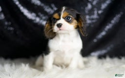 Cavalier King Charles Spaniel dogs for sale: Diamond - Image 3