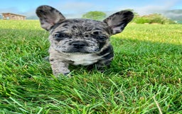 French Bulldog dogs for sale: Maverick - Image 5
