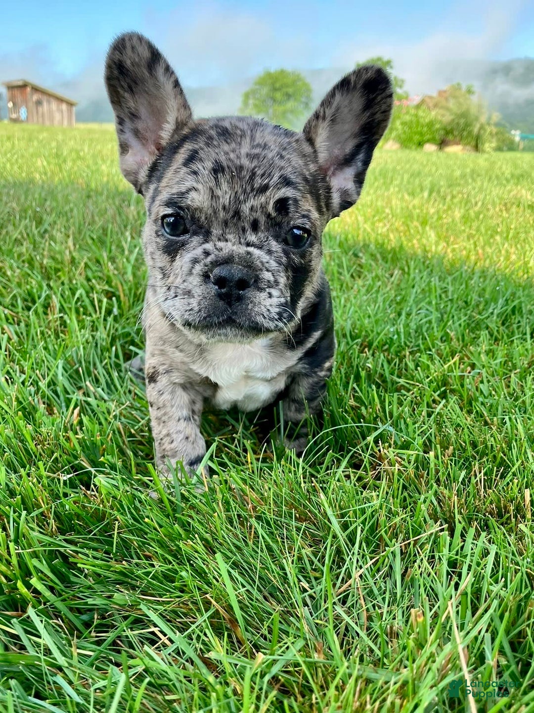 French Bulldog dogs for sale: Maverick - Image 5