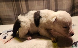 Border Collie dogs for sale: Dreami - Image 36