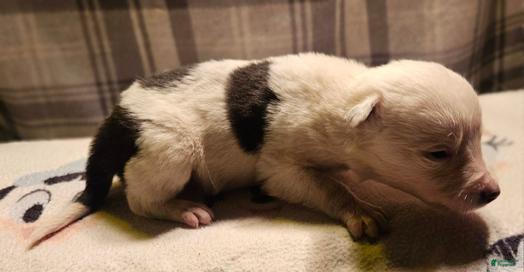 Border Collie dogs for sale: Dreami - Image 36