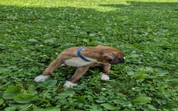 Boxer dogs for sale: Ryder - Image 4