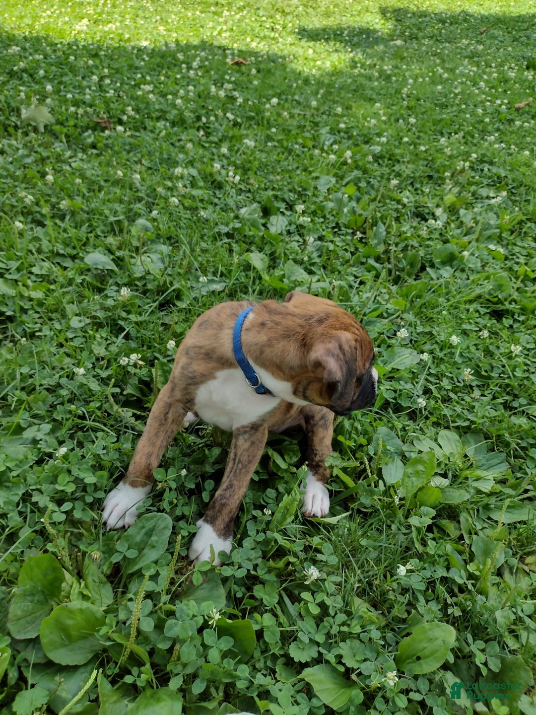 Boxer dogs for sale: Ryder - Image 4