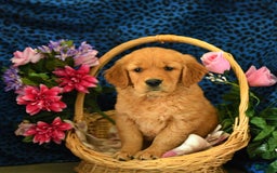Golden Retriever dogs for sale: Lizzy - Listing for pets: Lilly, Linda, Lizzy, Lex, Ludwig - Image 3