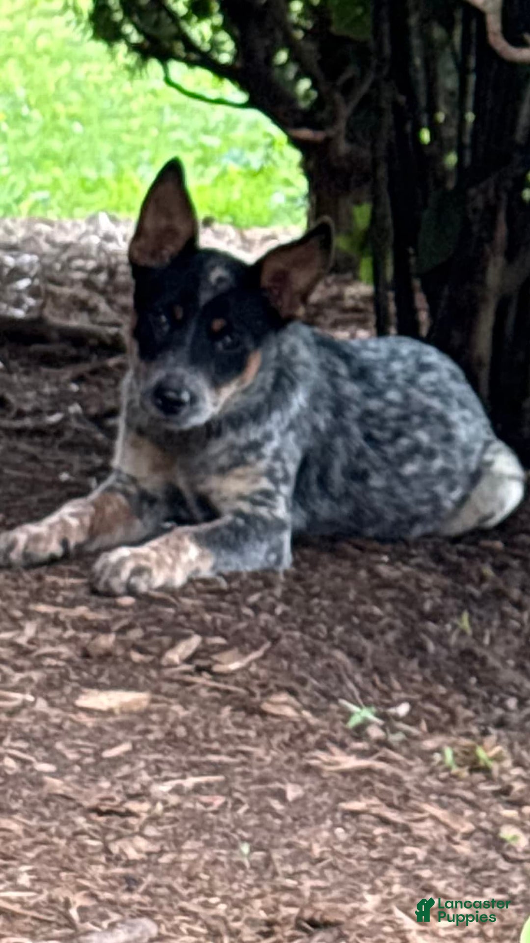 Australian Cattle Dog dogs for sale: Apple - Image 6