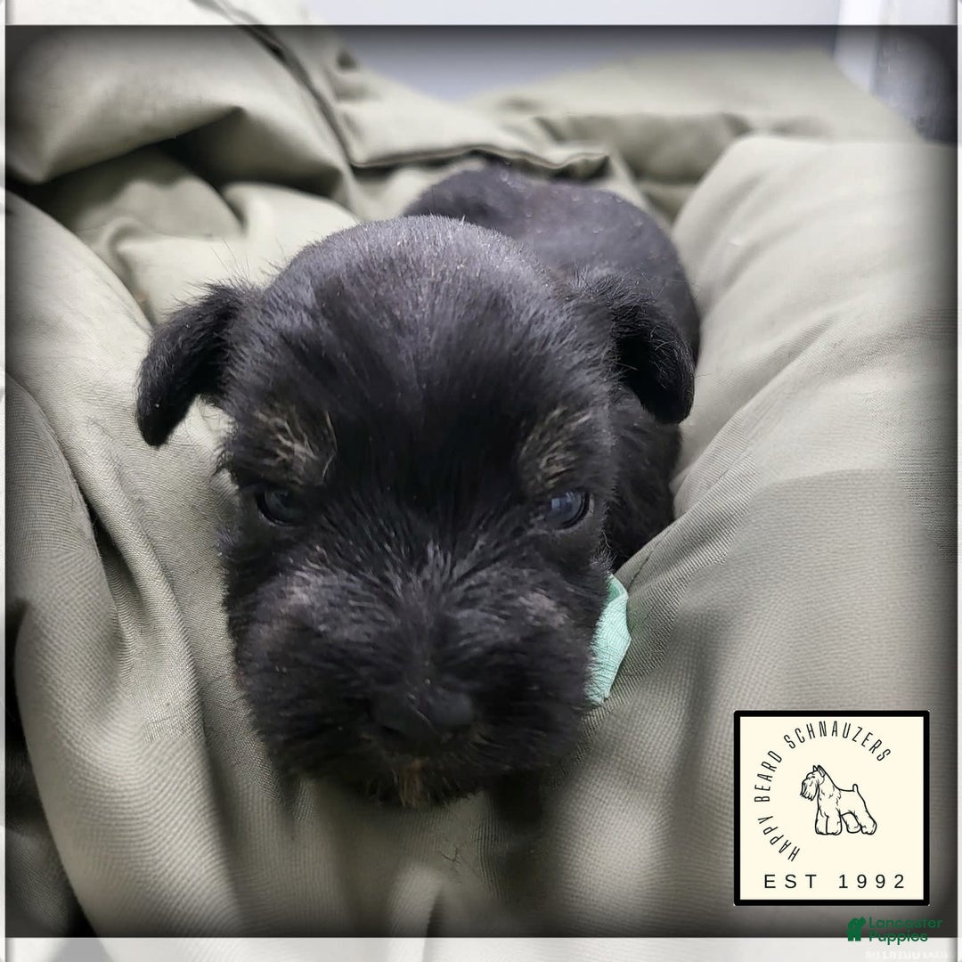 Miniature Schnauzer dogs for sale: River - Image 10