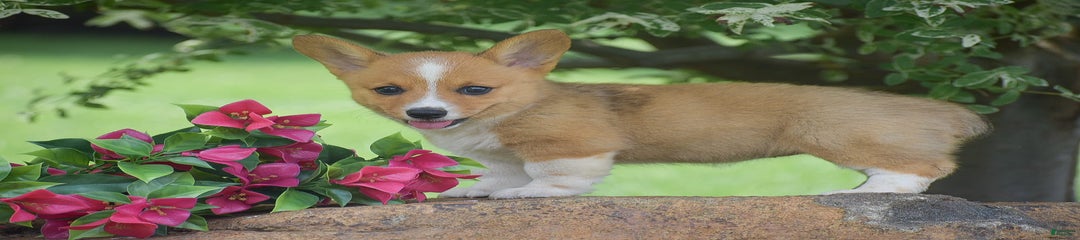 Rosie
