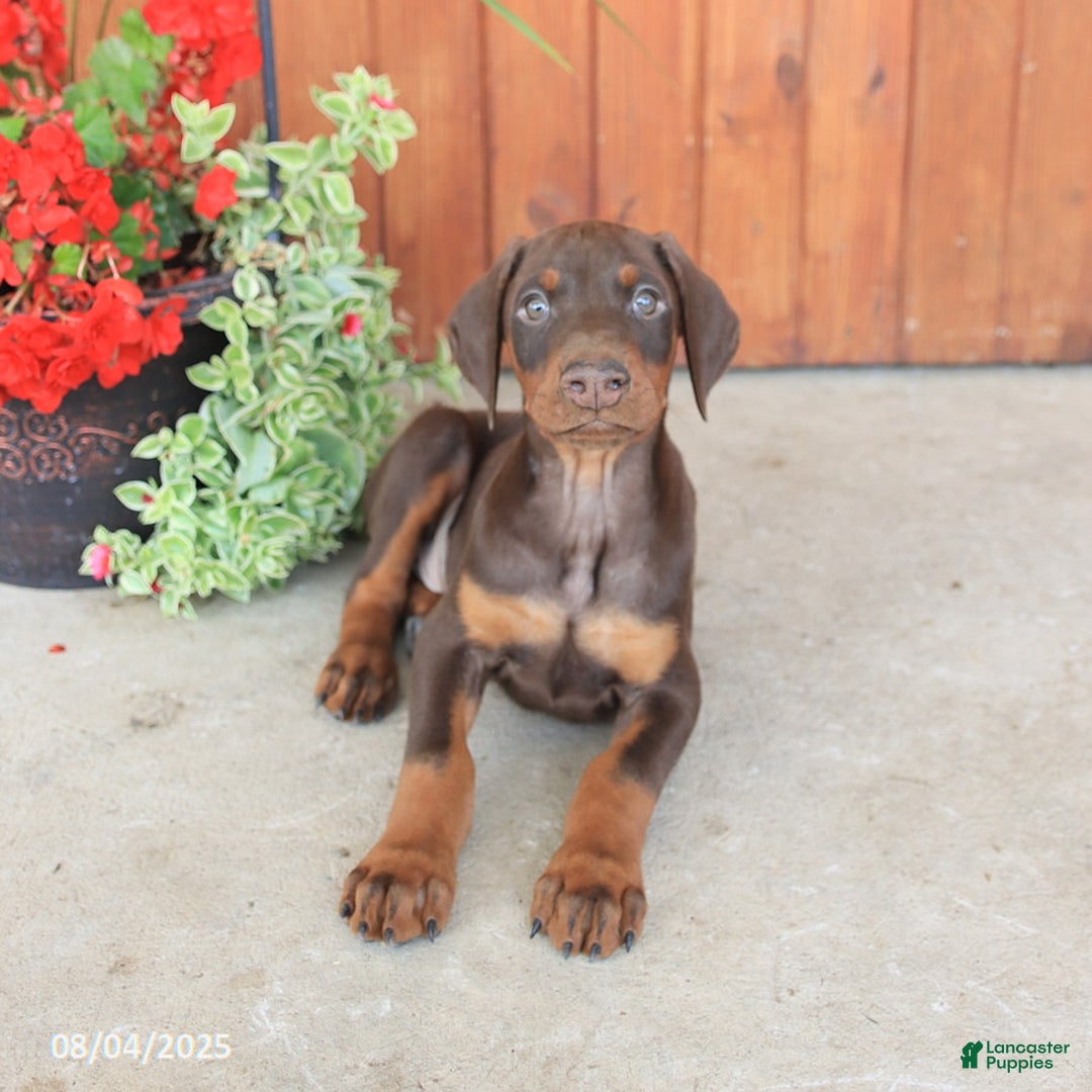 Doberman Pinscher dogs for sale: Dante - Image 3