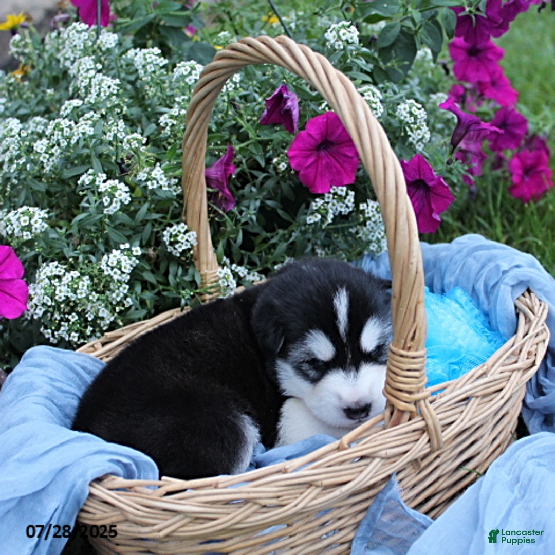 Alaskan Malamute dogs for sale: Lacey - Image 3