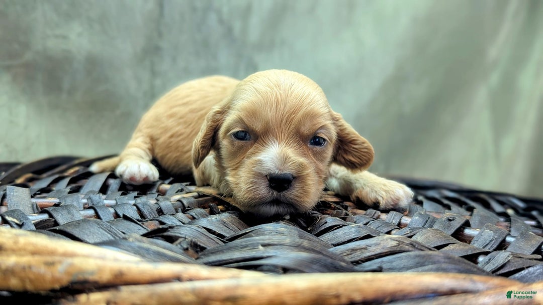 Cockapoo dogs for sale: Ruffnut - Image 13