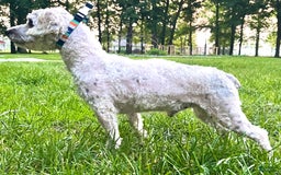 Cavapoo dogs for sale: Leo - Image 15
