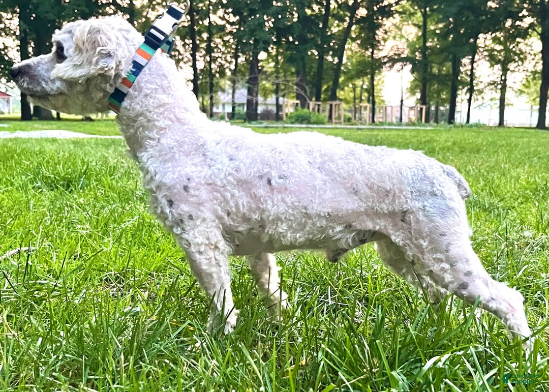 Cavapoo dogs for sale: Leo - Image 15