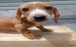 Miniature Dachshund dogs for sale: Elmer - Image 17