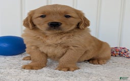 Golden Retriever dogs for sale: Brady - Image 19