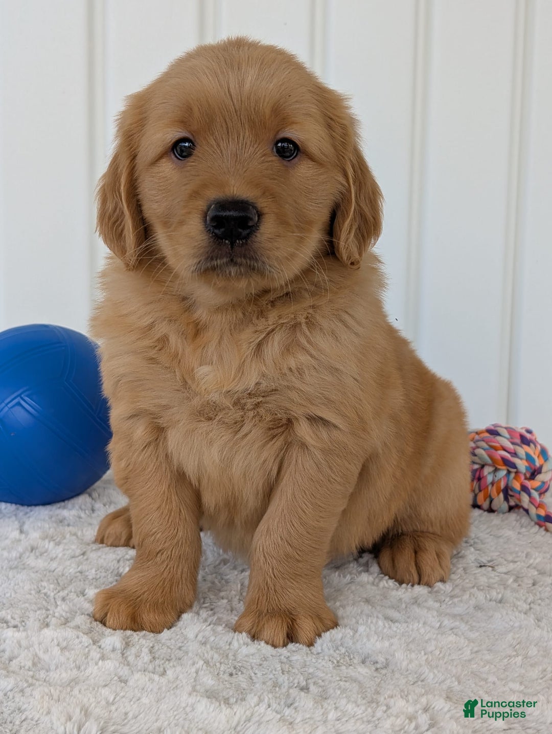 Golden Retriever dogs for sale: Brady - Image 19