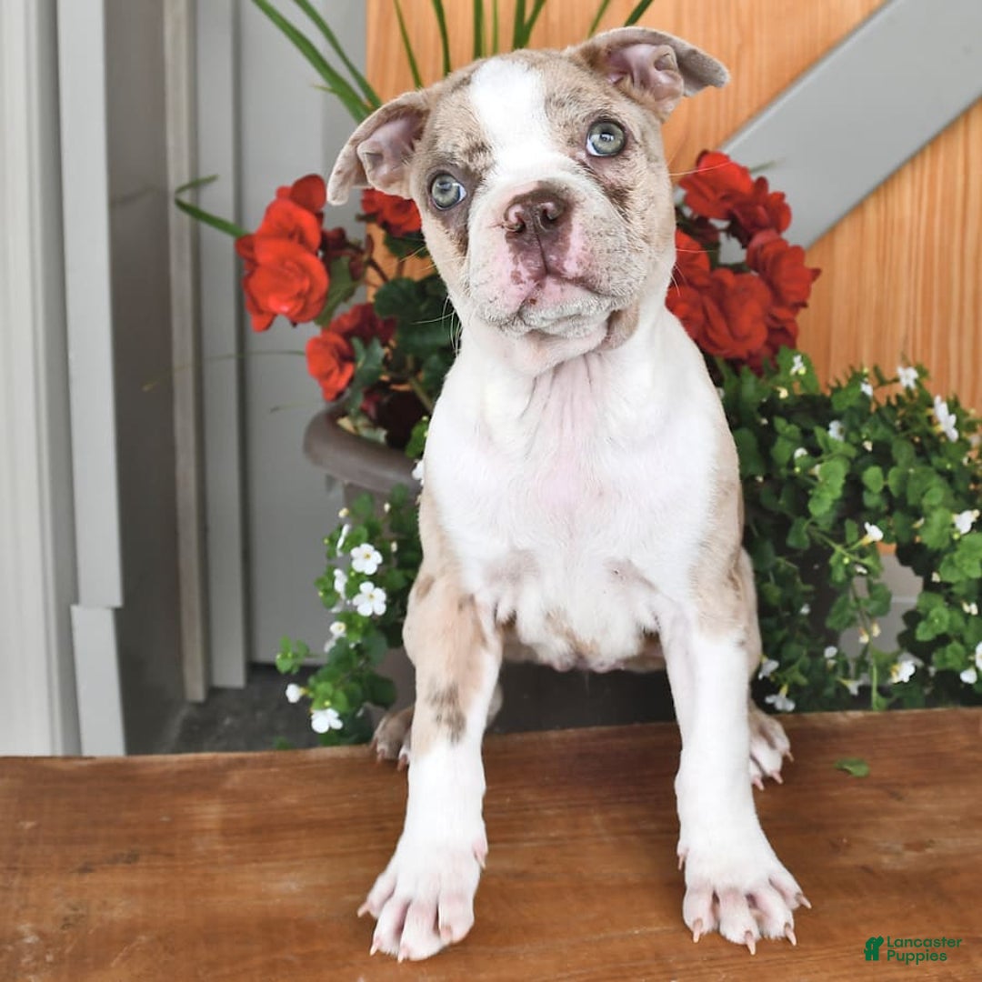 Boston Terrier dogs for sale: Laura - Image 8