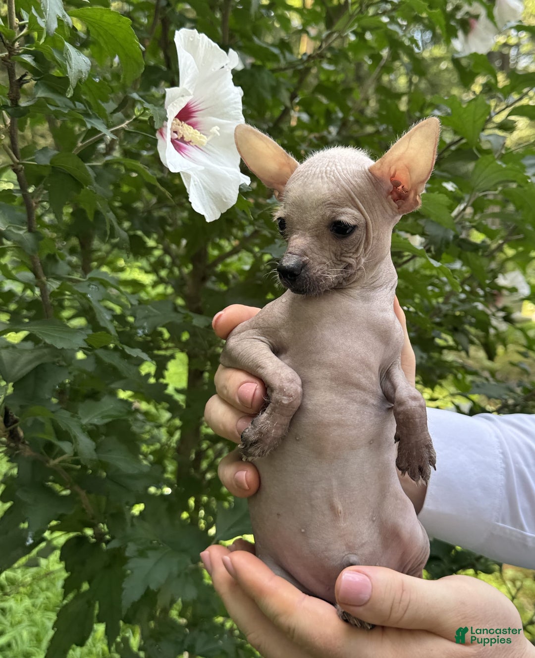 Chihuahua dogs for sale: Splinter - Image 11