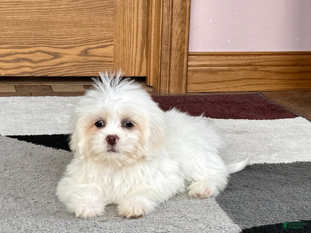 Lhasa Apso dogs for sale: Angel - Image 11