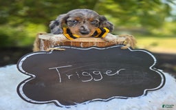 Miniature Dachshund dogs for sale: Trigger - Image 2