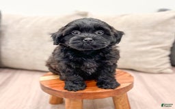 Shihpoo dogs for sale: Ollie - Image 5