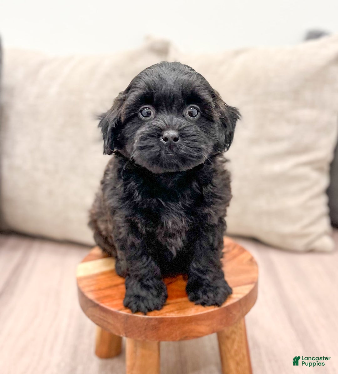 Shihpoo dogs for sale: Ollie - Image 5