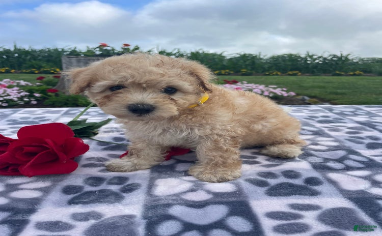 Yorkiepoo dogs - Advert 12