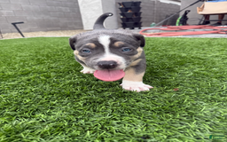 American Bully dogs for sale: Max - Image 2