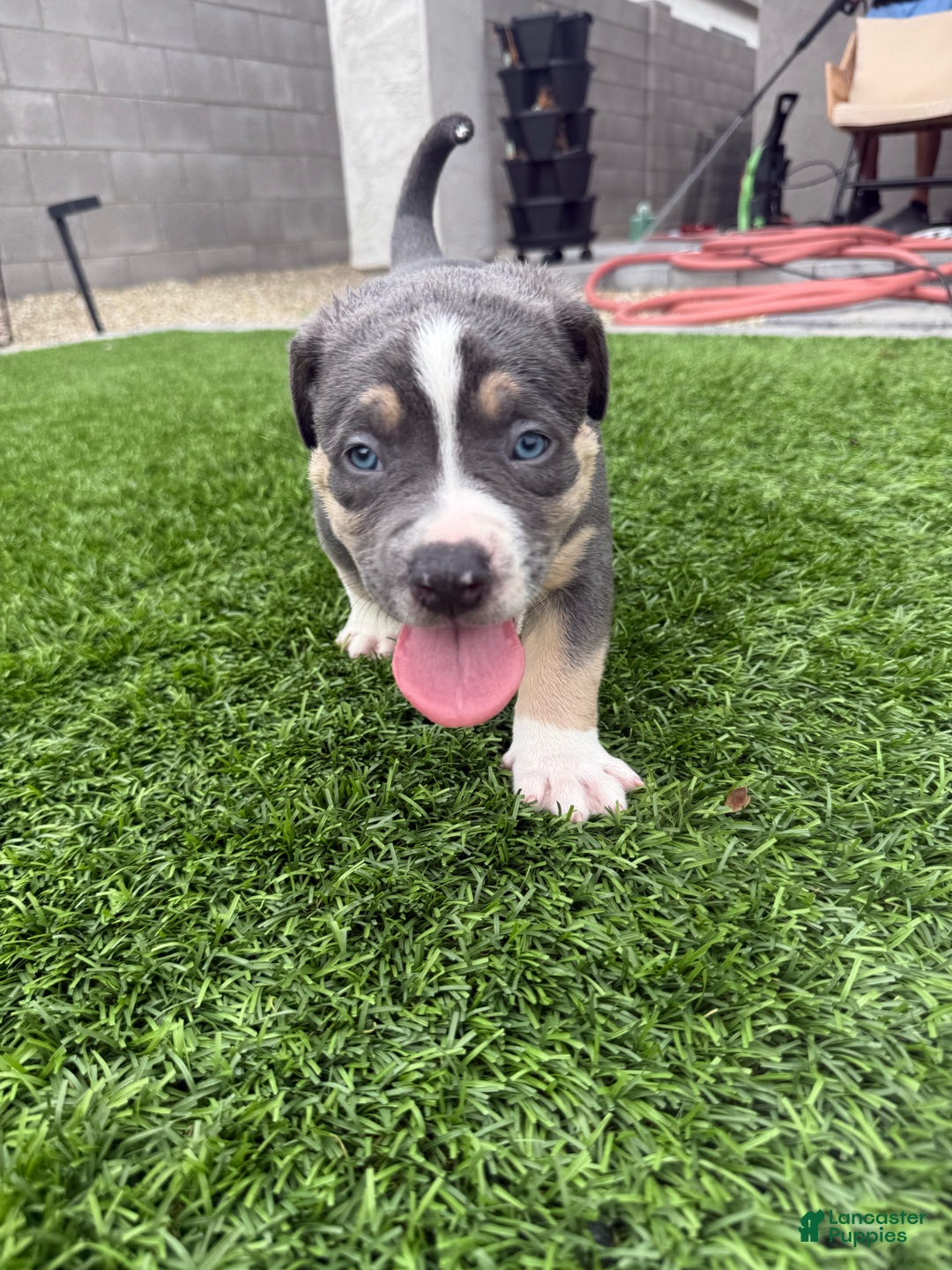American Bully dogs for sale: Max - Image 2